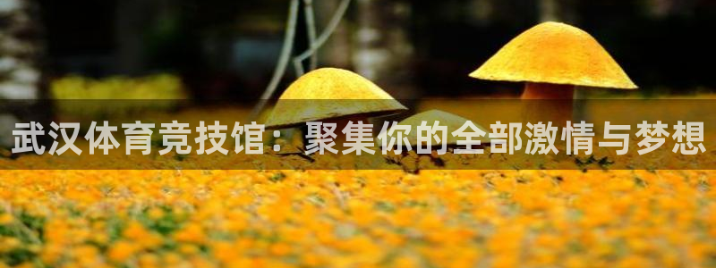 海南尊龙官网下载发展怎么样：武汉体育竞技馆：聚集你的
